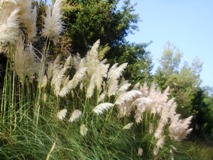 Roseaux