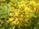Les chhemins du mimosa