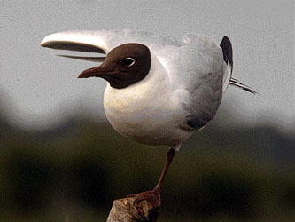 Mouette rieuse