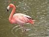 Flamand rose