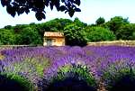 Visit Provence