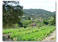 >>> Vignobles
