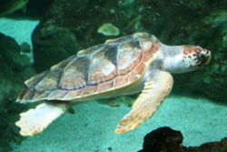 Tortue Caouanne