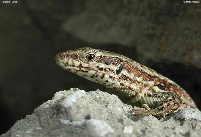 Lézard des murailles (Podarcis muralis)