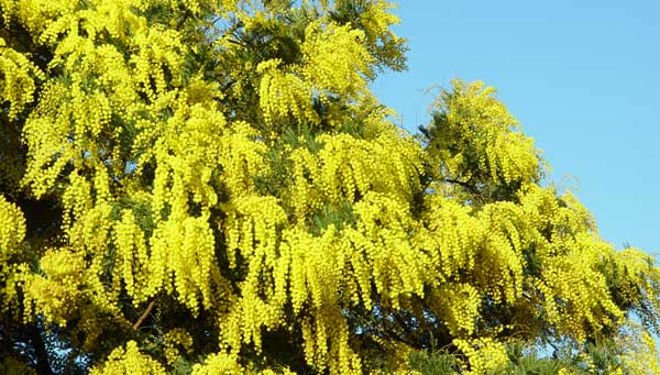 Mimosa en Provence