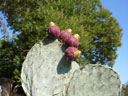 Figues de Barbarie. Le Lavandou. France